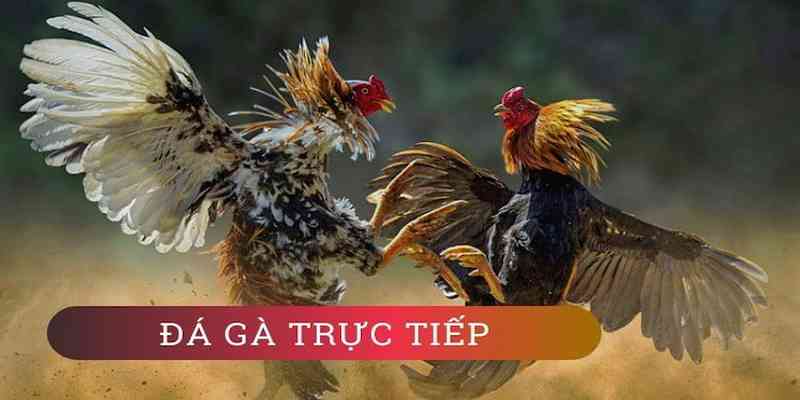 Hi88 trình làng bộ môn đá gà trực tuyến với giao diện cực kì đẹp mắt