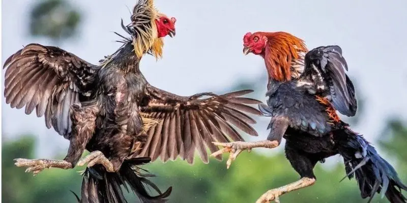 Mẹo chơi đá gà trên mạng cần phải biết để áp dụng